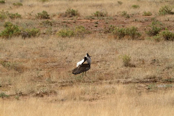 Kur, Afrika dev yaprak — Stok fotoğraf