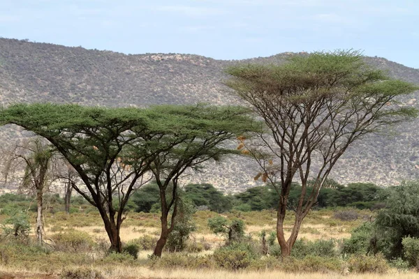 Африканская саванна в Кении — стоковое фото