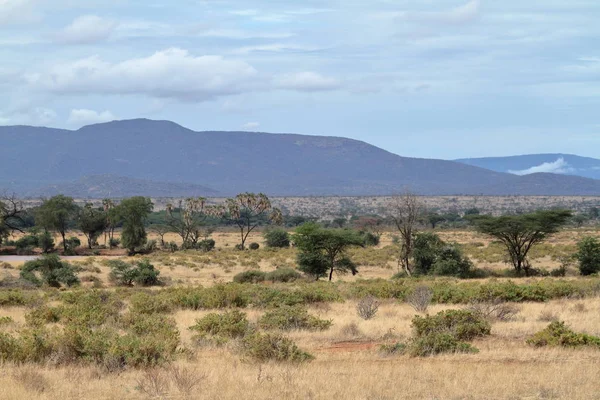 Den afrikanska savannen i Kenya — Stockfoto
