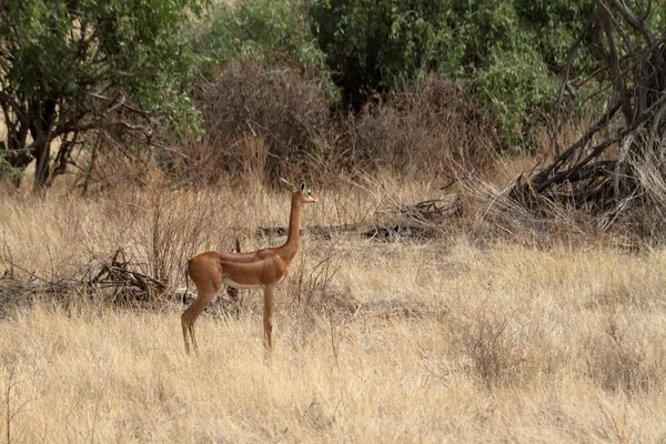 Savannah Kenya zürafa ceylan — Stok fotoğraf