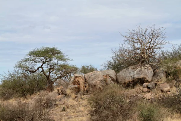 La sabana africana en Kenia —  Fotos de Stock