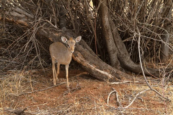 Dikdik antilopy v savannah Keňa — Stock fotografie