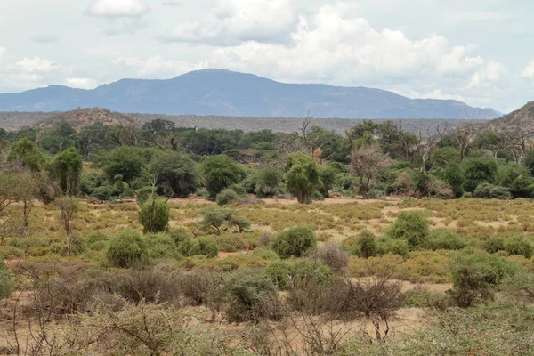 在肯尼亚的非洲大草原 — 图库照片