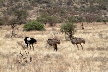 Özlem Afrika savana kuş devekuşu