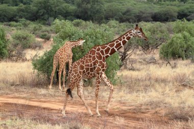 Afrika Savannah Kenya zürafa