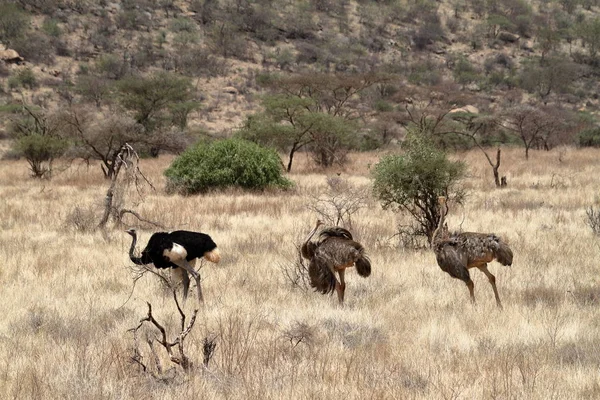 Lo struzzo di uccello nella savana africana a Kania — Foto Stock