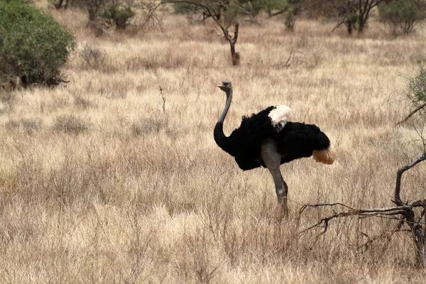 Den fågel strutsen i den afrikanska savannen i Kania — Stockfoto