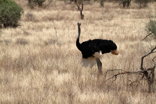 Страус-птица в африканской саванне в Кании — стоковое фото
