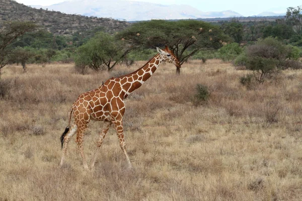 Zsiráfok, a kenyai afrikai szavanna — Stock Fotó