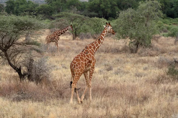 Girafes dans la savane africaine du Kenya — Photo