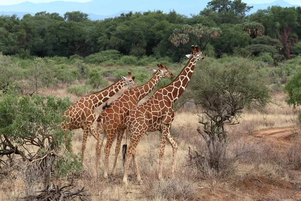 Girafes dans la savane africaine du Kenya — Photo