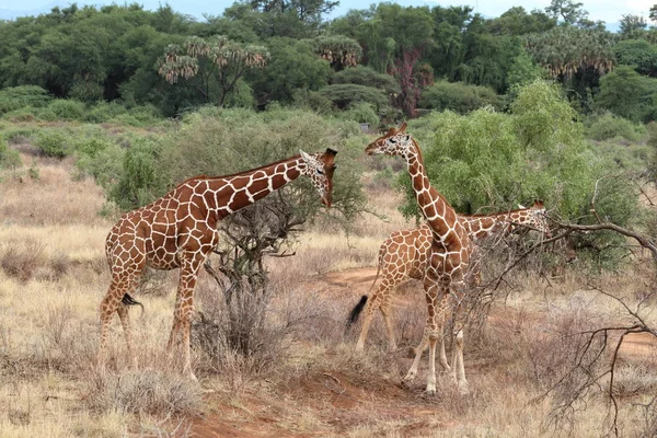 Жирафы в африканской саванне Кении — стоковое фото