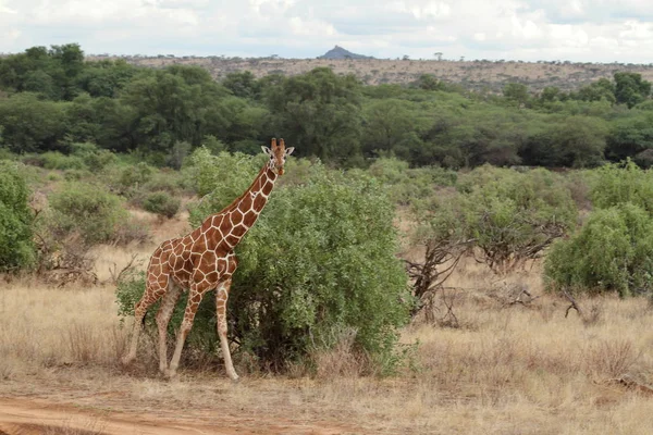 Jirafas en la sabana africana de Kenia —  Fotos de Stock