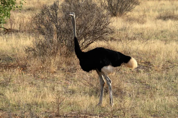 Strutul de pasăre din savana africană din Kania — Fotografie, imagine de stoc