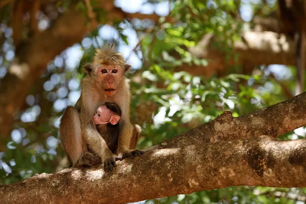 Macaco de chapéu de Ceilão Selvagem no Sri Lanka — Fotografia de Stock
