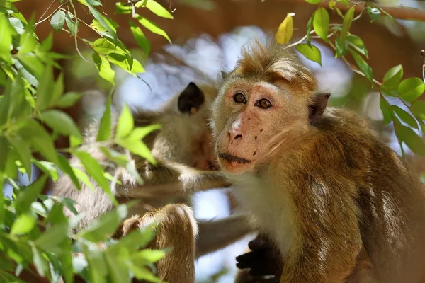 Wild Ceylon hat monkey in Sri Lanka — Stock Photo, Image