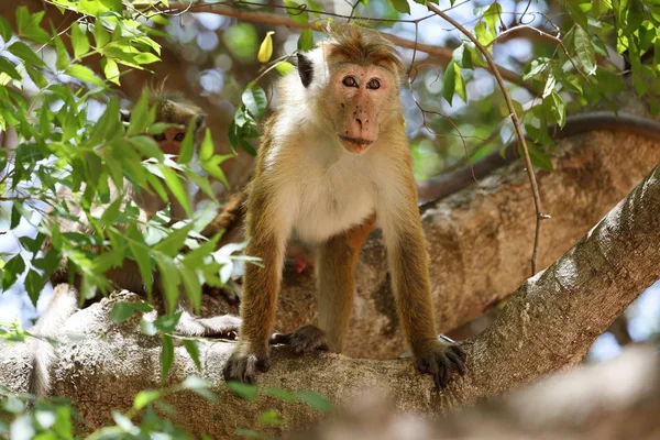 スリランカにおける野生のセイロン帽子猿 — ストック写真