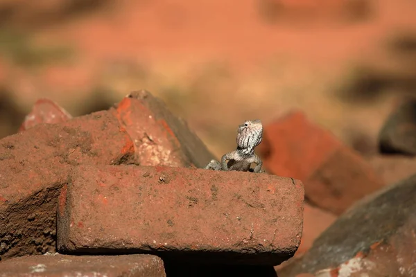 Lagartijas y reptiles en Sri Lanka —  Fotos de Stock