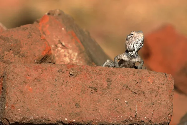 Ящерицы Шри-Ланки — стоковое фото