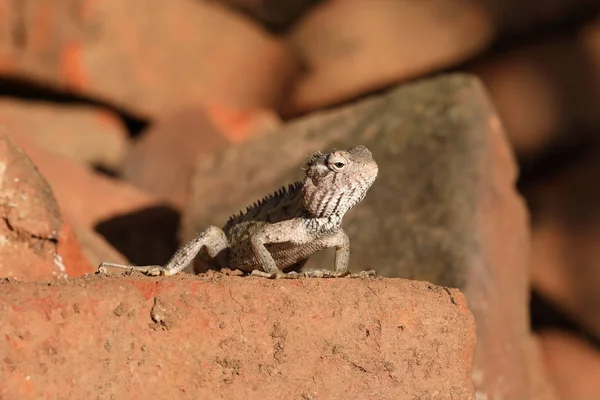 stock image Lizards and reptiles in Sri Lanka