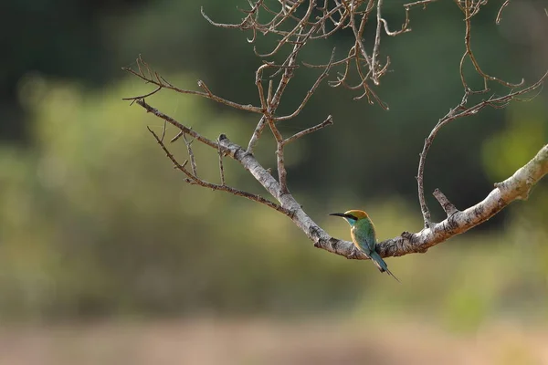 Bee-eater in Sri Lanka — Stock Photo, Image