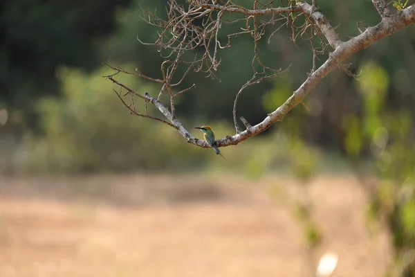 Bee-eater en Sri Lanka — Foto de Stock