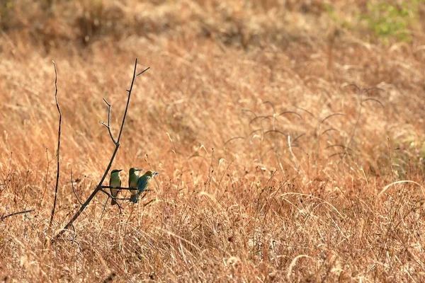Bee-eater in Sri Lanka — Stock Photo, Image
