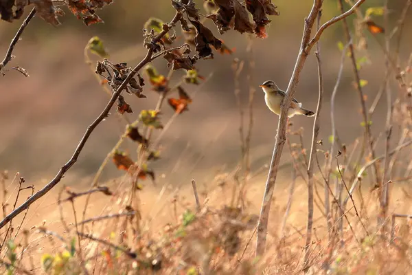 Kleiner brauner vogel auf einer wiese in sri lanka — Stockfoto