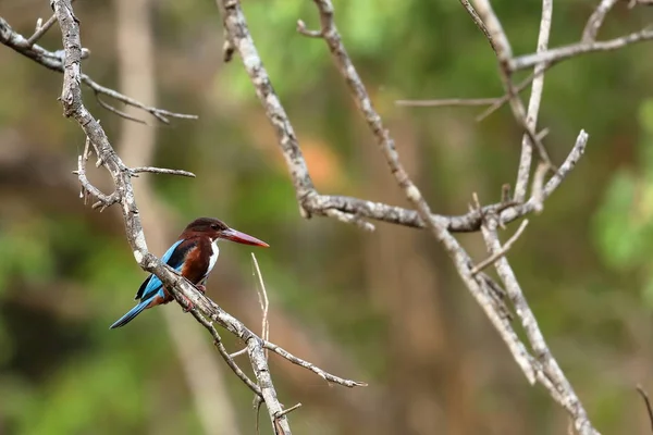 Kingfisher em Sri Lanka — Fotografia de Stock