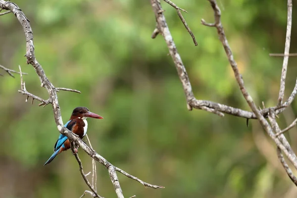 Kingfisher em Sri Lanka — Fotografia de Stock