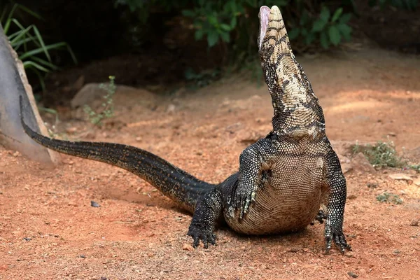 Le moniteur d'eau asiatique ou dragon de l'eau au Sri Lanka — Photo