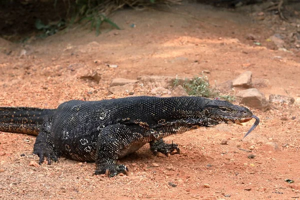 Der asiatische wasserwächter oder wasserdrache in sri lanka — Stockfoto