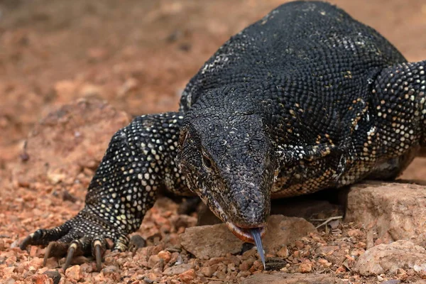 Asiatisk vatten Monitor eller vatten draken i Sri Lanka — Stockfoto