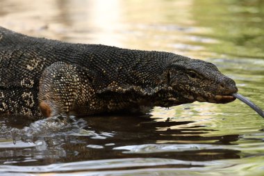 Sri Lanka'da Asya su monitör veya su dragon