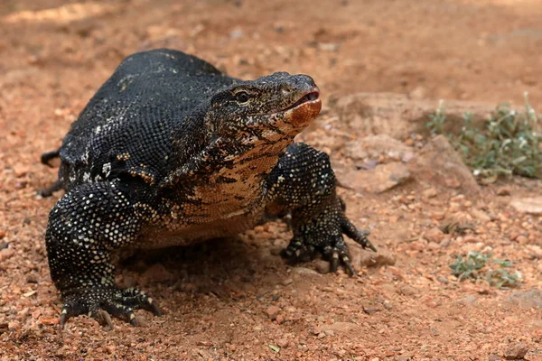 Le moniteur d'eau asiatique ou dragon de l'eau au Sri Lanka — Photo