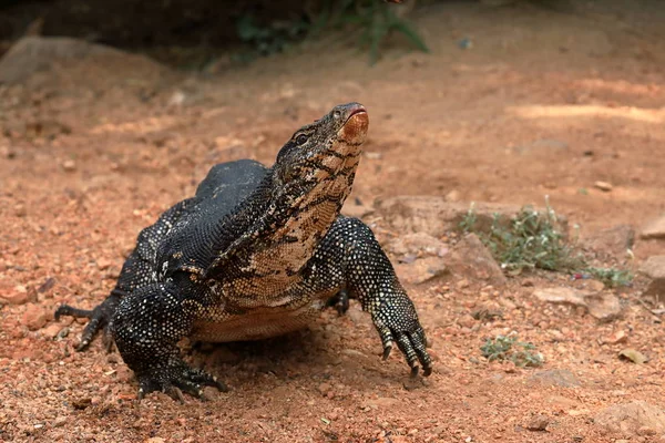 Der asiatische wasserwächter oder wasserdrache in sri lanka — Stockfoto