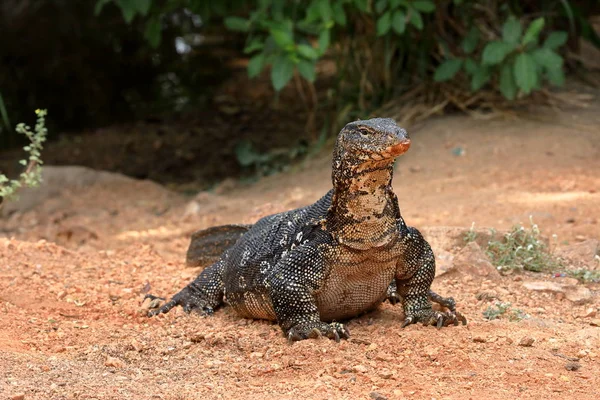 Le moniteur d'eau asiatique ou dragon de l'eau au Sri Lanka — Photo