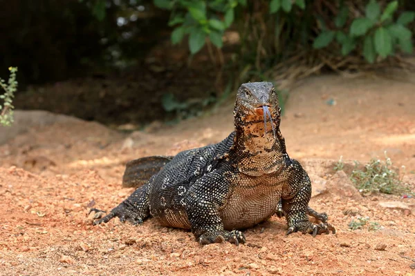 Le moniteur d'eau asiatique ou dragon de l'eau au Sri Lanka — Photo