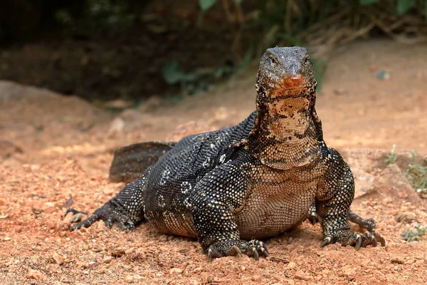 Asijské vody Monitor nebo vodní drak, na Srí Lance — Stock fotografie