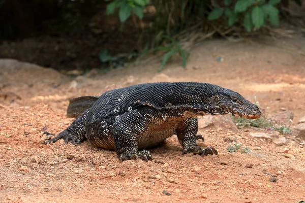 Asiatisk vatten Monitor eller vatten draken i Sri Lanka — Stockfoto