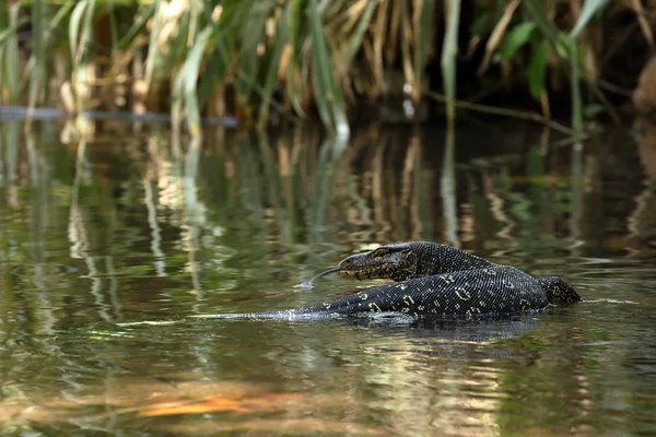 Le moniteur d'eau asiatique ou dragon de l'eau au Sri Lanka — Photo