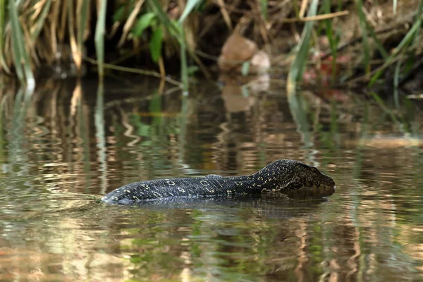 Le moniteur d'eau asiatique ou dragon de l'eau au Sri Lanka — Photo