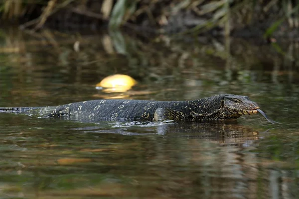 Le moniteur d'eau asiatique ou dragon de l'eau au Sri Lanka — Photo