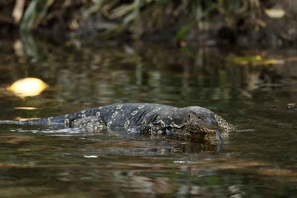 The Asian Water Monitor or water dragon in Sri Lanka — Stock Photo, Image