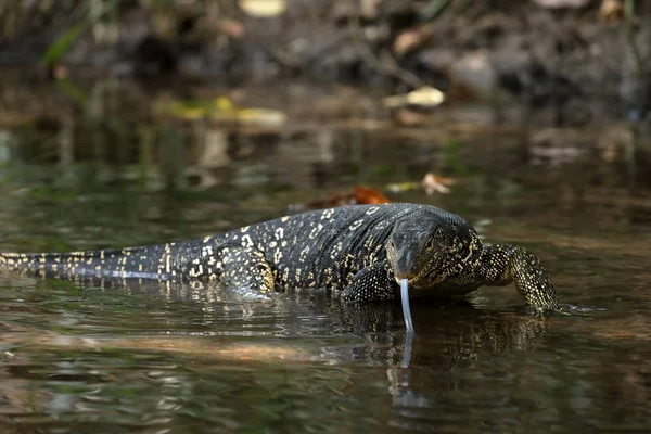 El monitor de agua asiático o dragón de agua en Sri Lanka — Foto de Stock