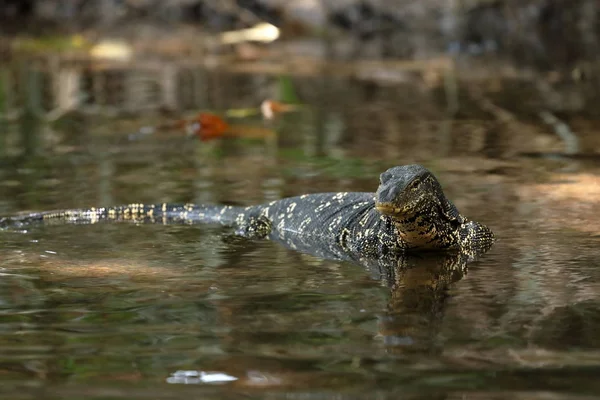 Le moniteur d'eau asiatique ou dragon de l'eau au Sri Lanka — Photo