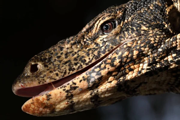 Le moniteur d'eau asiatique ou dragon de l'eau au Sri Lanka — Photo