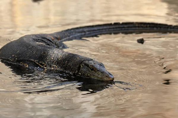 Le moniteur d'eau asiatique ou dragon de l'eau au Sri Lanka — Photo