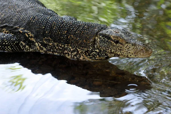 Le moniteur d'eau asiatique ou dragon de l'eau au Sri Lanka — Photo