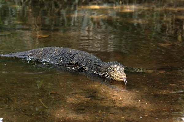 O monitor de água asiático ou dragão de água no Sri Lanka — Fotografia de Stock
